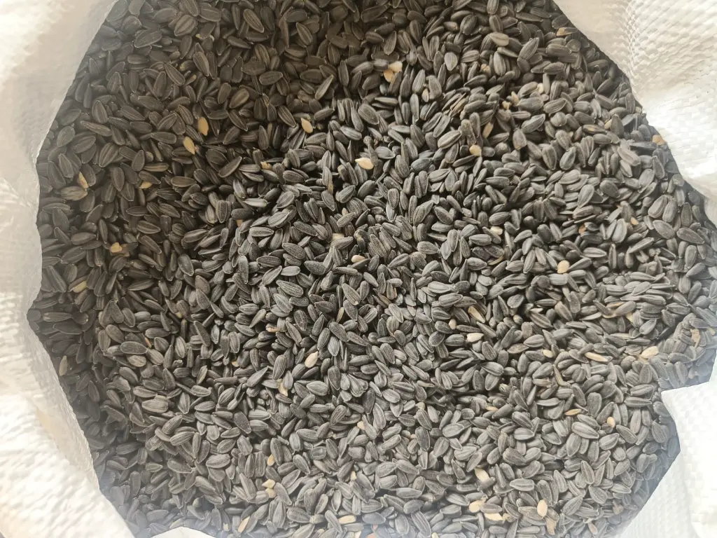 WhatsApp Image 2025-09-30 at 2.12.46 AM.webp