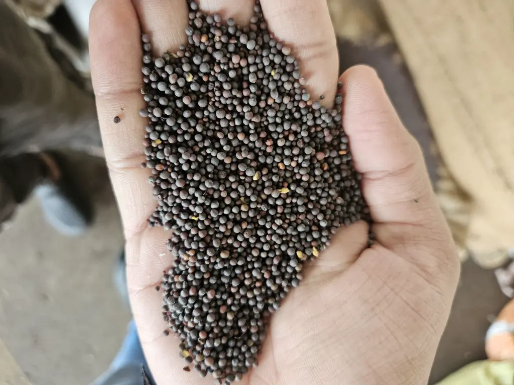 WhatsApp Image 2025-09-30 at 2.11.18 AM.webp