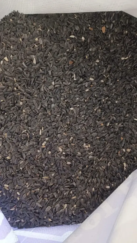 Sunflower Seeds